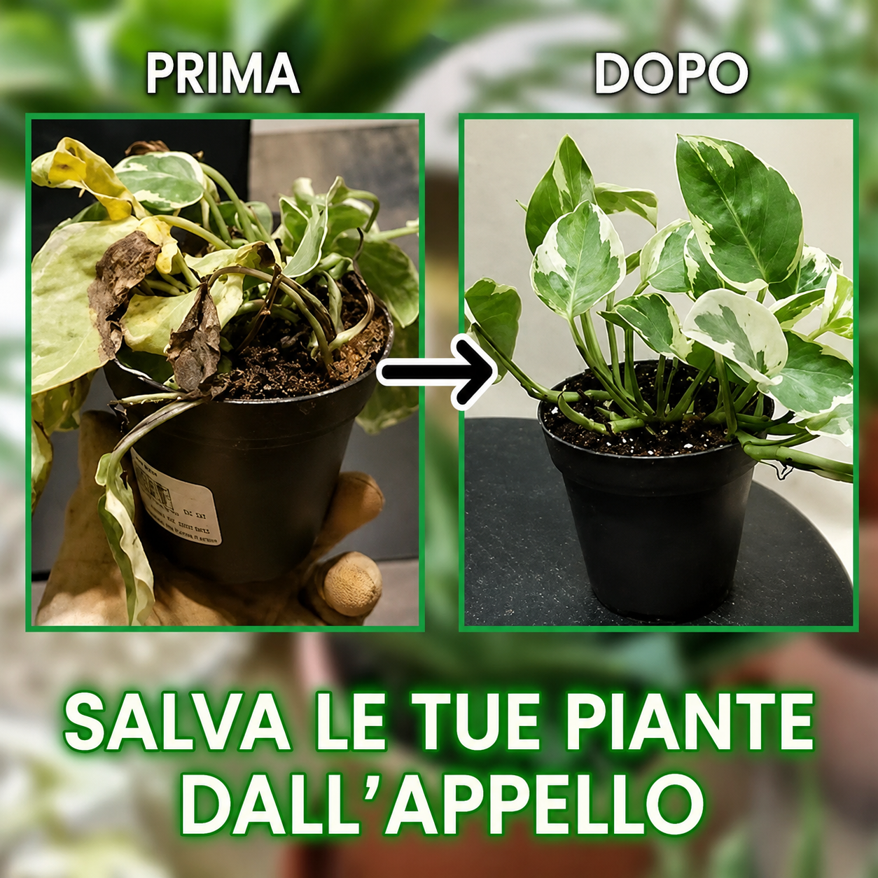 Plant Regrow prima e dopo pianta rinata