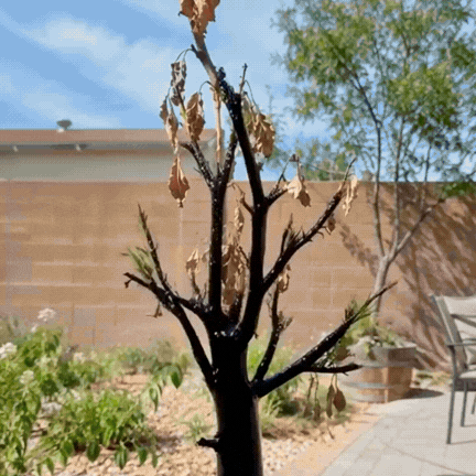 Plant Regrow effetto su piante e prato