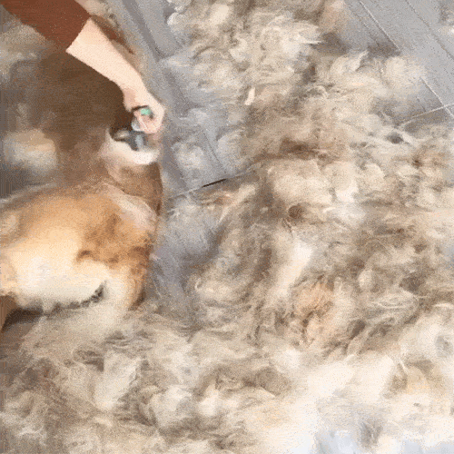 Spazzolatura delicata cani e gatti